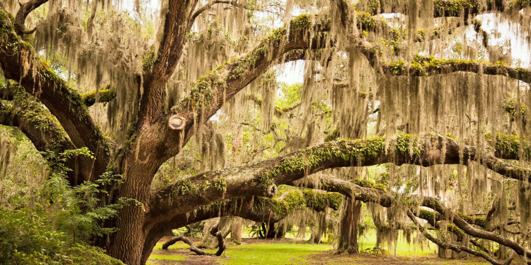 Scoutmls Tree Background